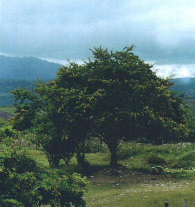 Logwood tree